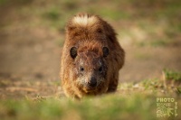 Daman skalni - Procavia capensis - Rock Hyrax o0394